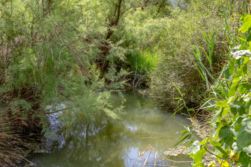 Regional Nature Park of the Camargue