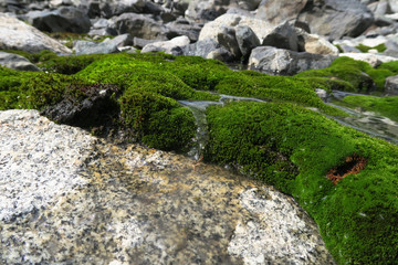 Fototapeta na wymiar Moss-covered rocks. Beautiful moss and lichen covered stone. Bac