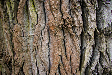 View of an old poplar bark texture, tree bark background.