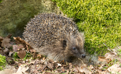 Hedgehog , Wild, native, European hedgehog, emerging from hibernation in Springtime.  Landscape, horizontal, space for copy.