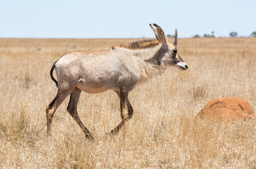 Roan Antelope
