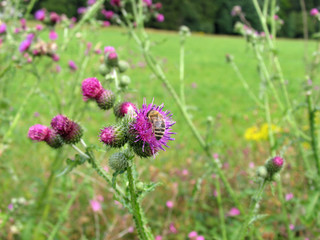 Road-Thistle (Carduus acanthoides L.)