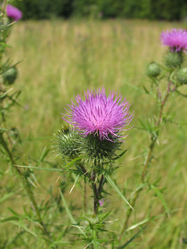 Distel, Weg-Distel, (Carduus acanthoides L.)