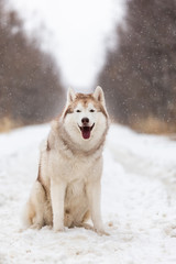 Beautiful and happy Siberian Husky dog sitting on the snow in the winter forest