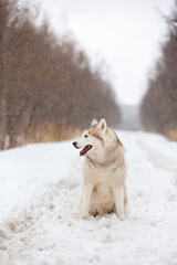 Obraz na płótnie Canvas Beautiful and happy Siberian Husky dog sitting on the snow in the winter forest