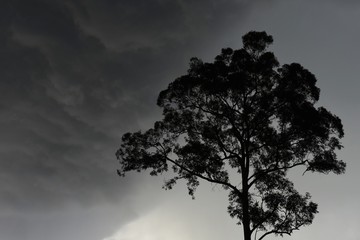 Fototapeta na wymiar Lone tree with a thunderstorm and rain background