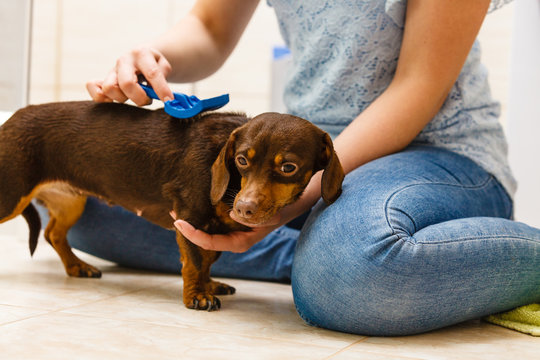 Woman brushing her dachshund dog