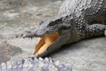 Crocodile cooling himself with his opened jaws