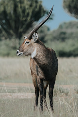 antelope in Safari in African