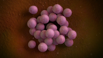 3D illustration of a staphylococcus aureus bacteria