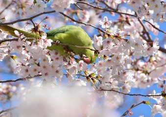 桜の花にインコ鳥