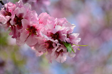 Tree flower blossoms,pink flowers, beatiful spring, flowers natural colorful background, selective focus