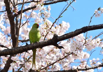 桜の花にインコ鳥