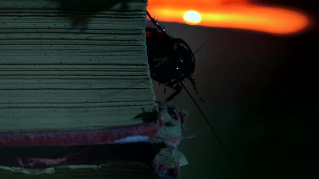 Massive american cockroach, Periplaneta americana, exploring space with antique books and old objects