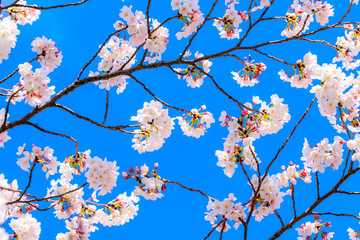 青空と桜 自然風景