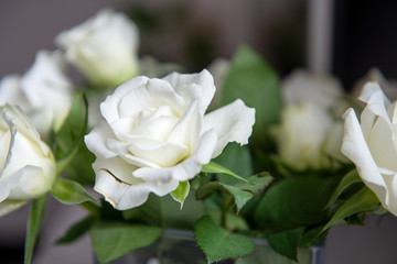 beautiful white rose flowers