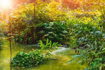 green deep jungle forest with water fall river sunny day