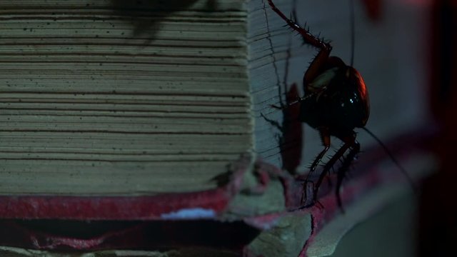Massive american cockroach, Periplaneta americana, exploring space with antique books and old objects