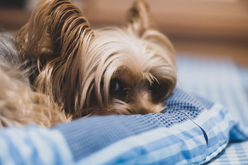 可愛い・小型・犬・ヨークシャテリア