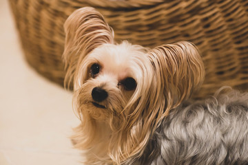 可愛い 小型 犬 ヨークシャテリア Wall Mural Wallpaper Murals Mikito 可愛い 小型 犬 ヨークシャテリア Wall Mural Wallpaper Murals Mikito
