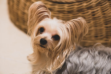 可愛い・小型・犬・ヨークシャテリア
