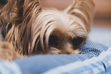 可愛い・小型・犬・ヨークシャテリア