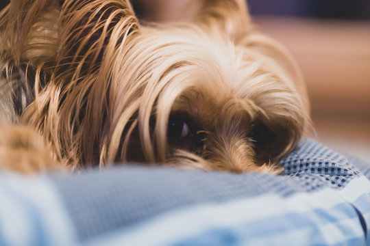 192 件の最適な いじける 画像 ストック写真 ベクター Adobe Stock