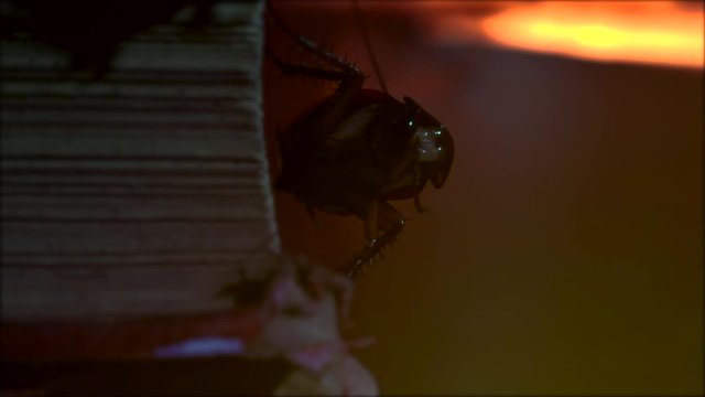Massive american cockroach, Periplaneta americana, exploring space with antique books and old objects