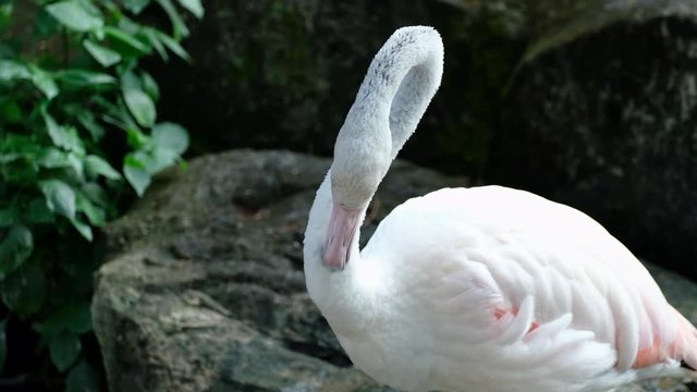 Pink flamingo or greater flamingo bird in a lake cleaning her feathers. 4k Resolution.