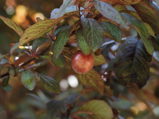Le prunier-cerise à feuillage pourpre (Prunus cerasifera atropurpurea)