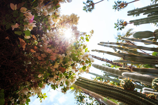 Cactus Au Jardin Majorelle