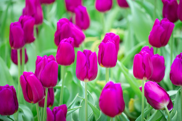 Fototapeta premium Beautiful view of purple tulips. Tulip flowers meadow.Tulip garden. Group of colorful tulip.