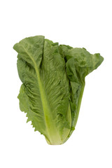 Lettuce isolated on a white background