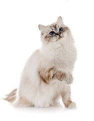 birman kitten in studio