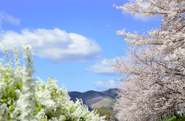 日本の春　京都鴨川の桜
