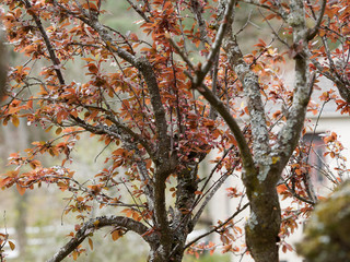 e prunier-cerise à feuillage pourpre (Prunus cerasifera atropurpurea)