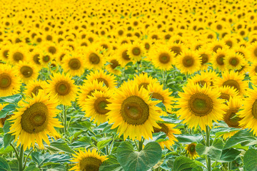 Obraz premium Beautiful yellow sunflowers field. Bees on blooming sunflowers