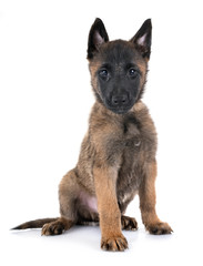 puppy malinois in studio