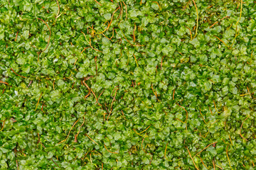 Green moss on old concrete floor. dense, homogeneous green moss - natural backgrounds, textures