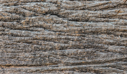 Fototapeta premium texture of wood