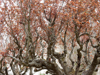 Le prunier-cerise à feuillage pourpre (Prunus cerasifera atropurpurea)