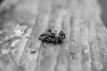 Close-up of spider on wooden background. Macroshot.