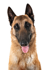belgian shepherd malinois