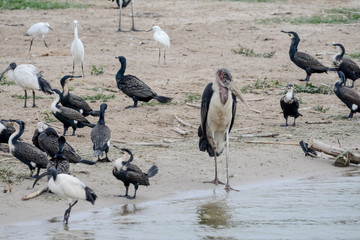 Birds in queens Elizabeth