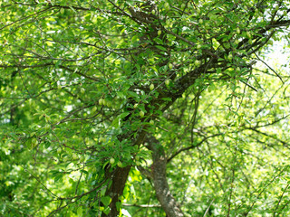 Fototapeta na wymiar Le Prunier-cerise ou Myrobalan (Prunus cerasifera) au feuillage printanier