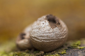Lycoperdon pyriforme Mushrooms. Lycoperdon pyriforme Mushrooms close-up in the Carpathian Forest. Lycoperdon pyriforme, commonly known as the pear-shaped puffball or stump puffball 