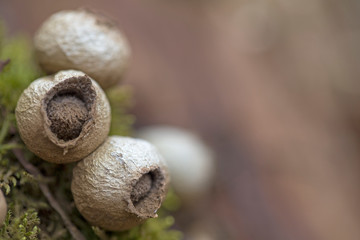 Lycoperdon pyriforme Mushrooms. Lycoperdon pyriforme Mushrooms close-up in the Carpathian Forest. Lycoperdon pyriforme, commonly known as the pear-shaped puffball or stump puffball 