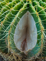 Golden ball cactus Echinocactus grusonii