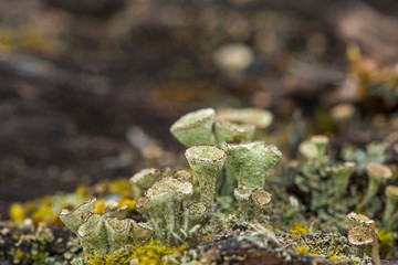 Lichen Cladonia close-up in the Carpathian forests. Close up of Cyan lichen and other lichens and moss.