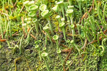 Lichen Cladonia close-up in the Carpathian forests. Close up of Cyan lichen and other lichens and moss.